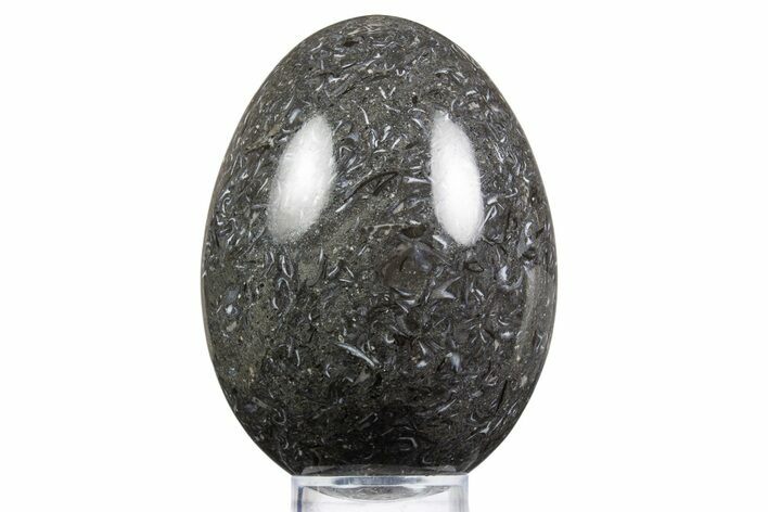 Polished Black Coquina Egg - California #334173